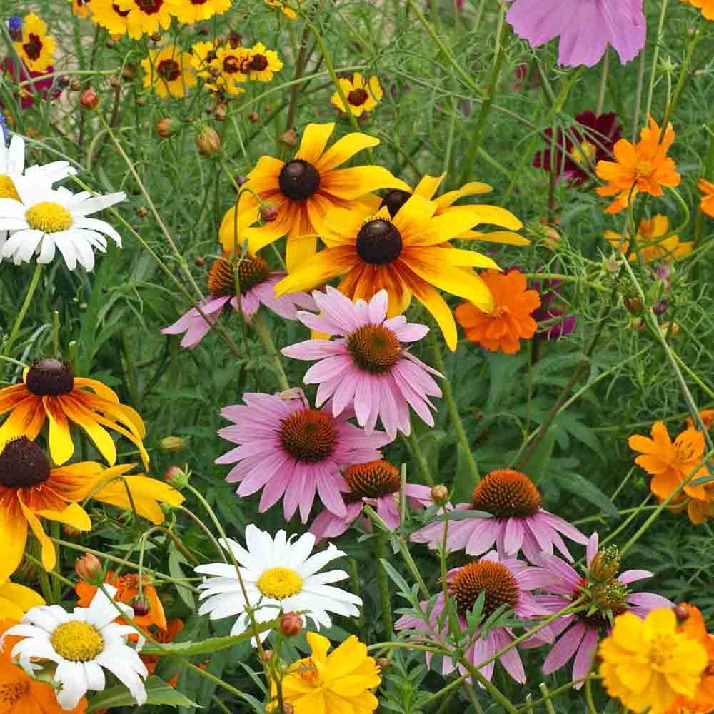 Terroir Seeds Heirloom Cut Flower Mix Seeds Terroir Seeds