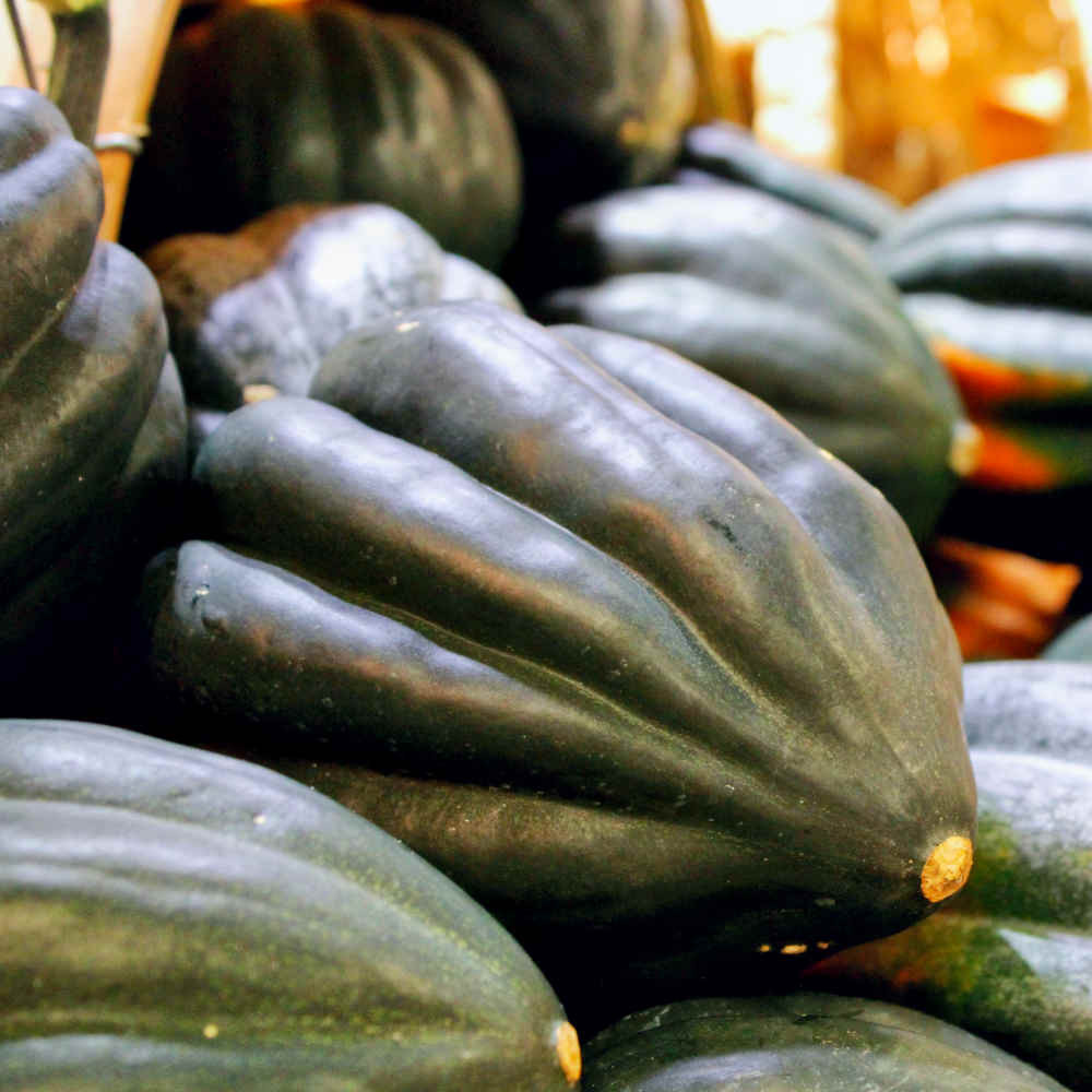 Table King Acorn Winter Squash
