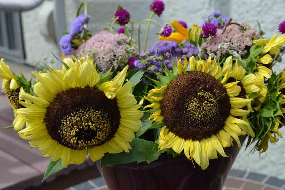 Van Gogh Sunflower Mix Seeds Terroir Seeds