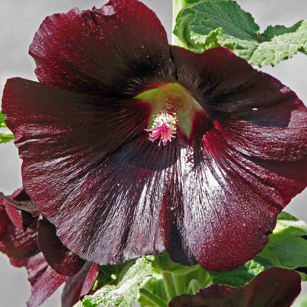 Heirloom Black Hollyhock Seeds | Terroir Seeds