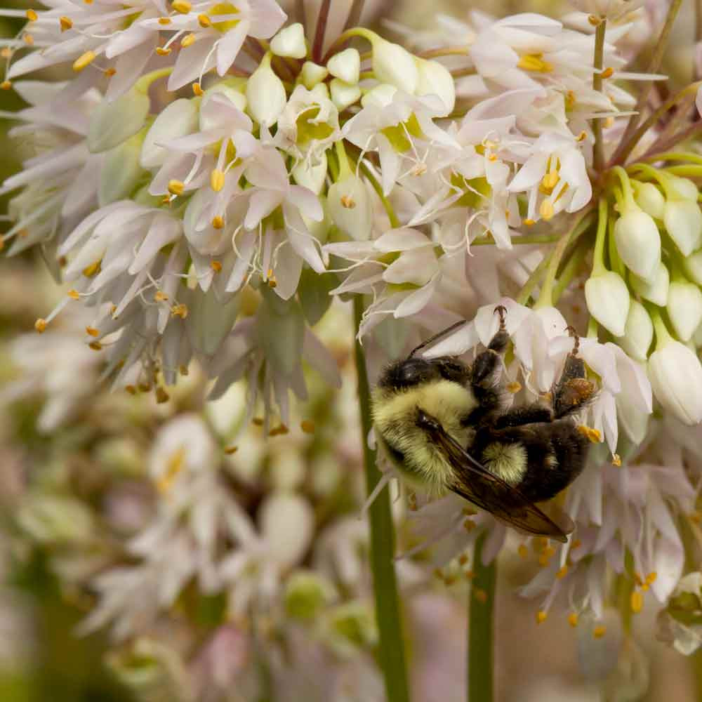 Bumblebee on Nodding Onion Flowers - (Allium cernuum)
