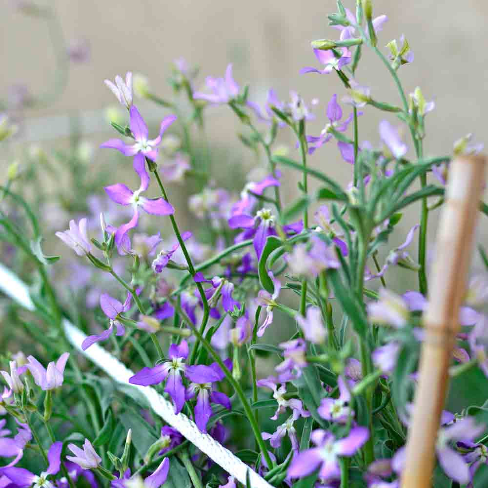 Evening-Scented Stock flowers- (Matthiola longipetala)