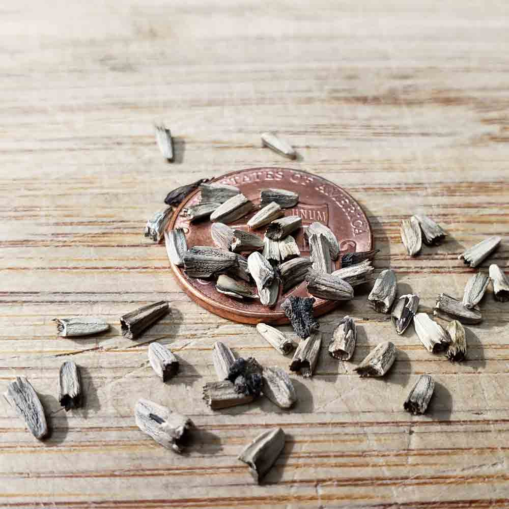 Purple Coneflower Echinacea Heirloom Seeds Terroir Seeds