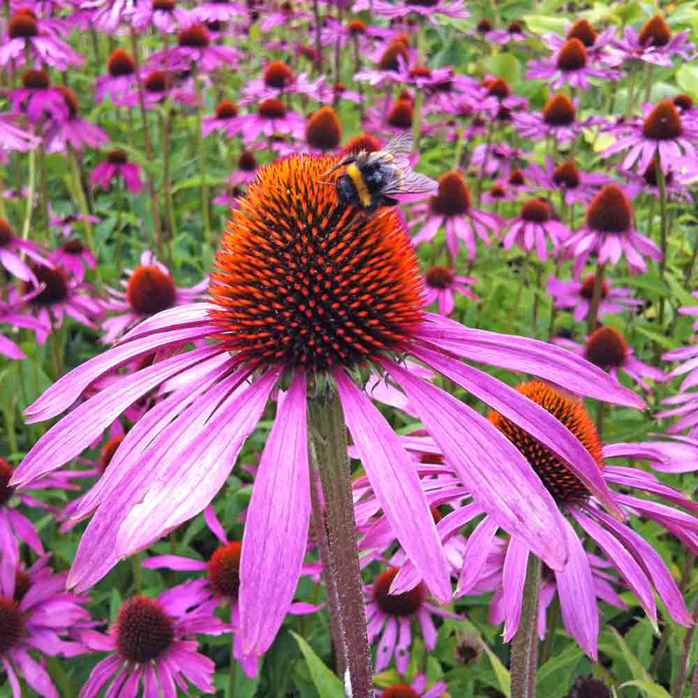 Purple Coneflower Echinacea flowers with bumblebee - (Echinacea purpurea)