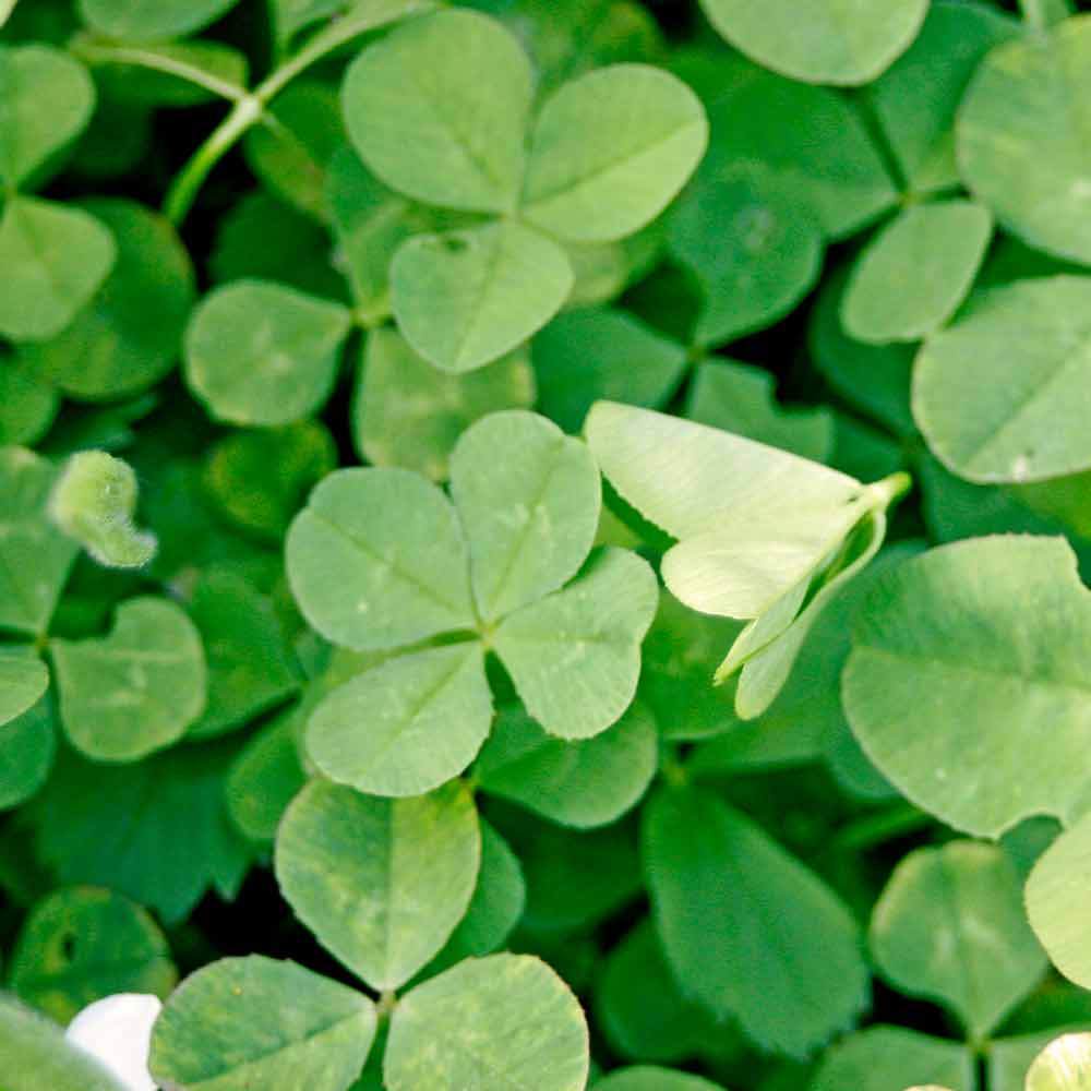 Four Leaf Clover Legendary Good Luck Flower Seeds Trifolium Repens