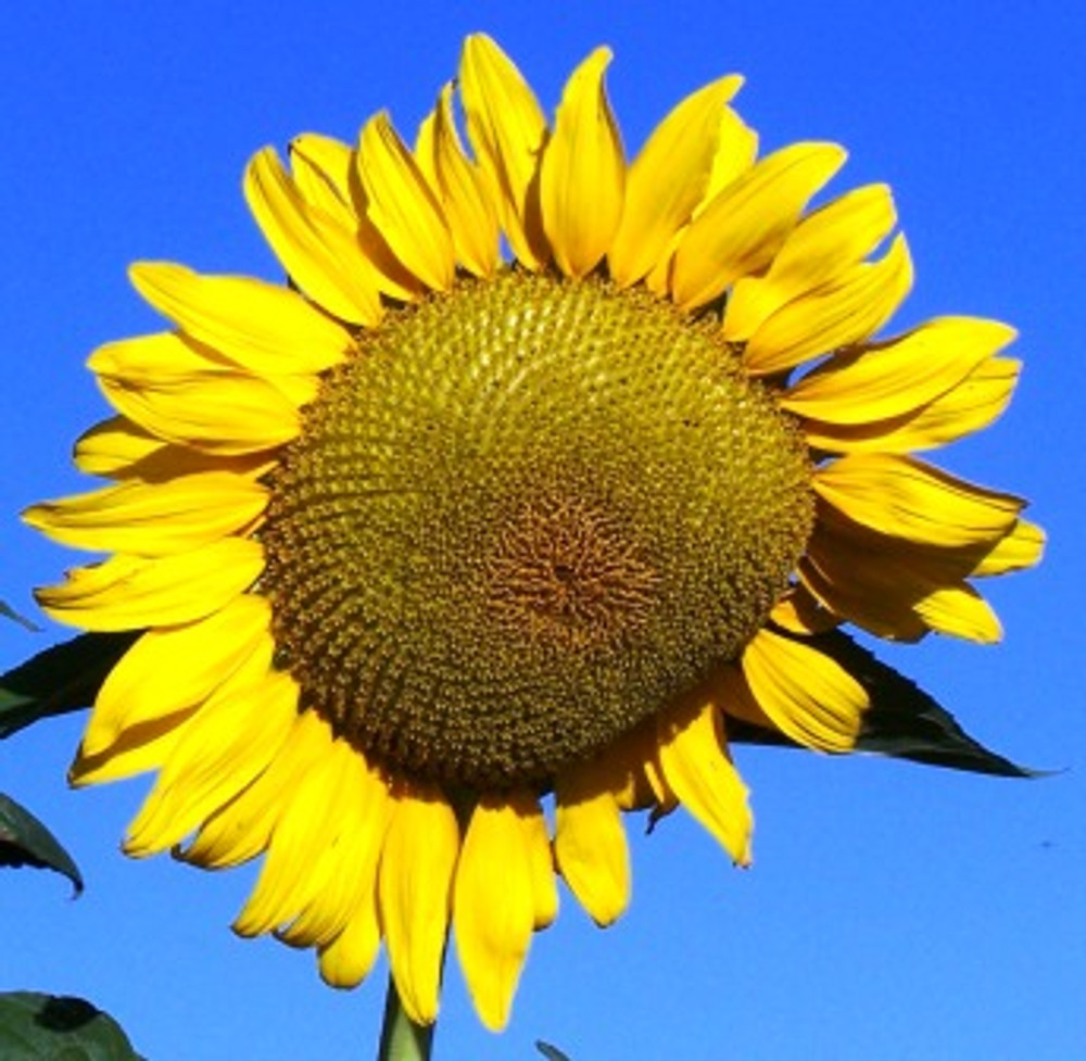 Black Russian Sunflower - (Helianthus annuus)