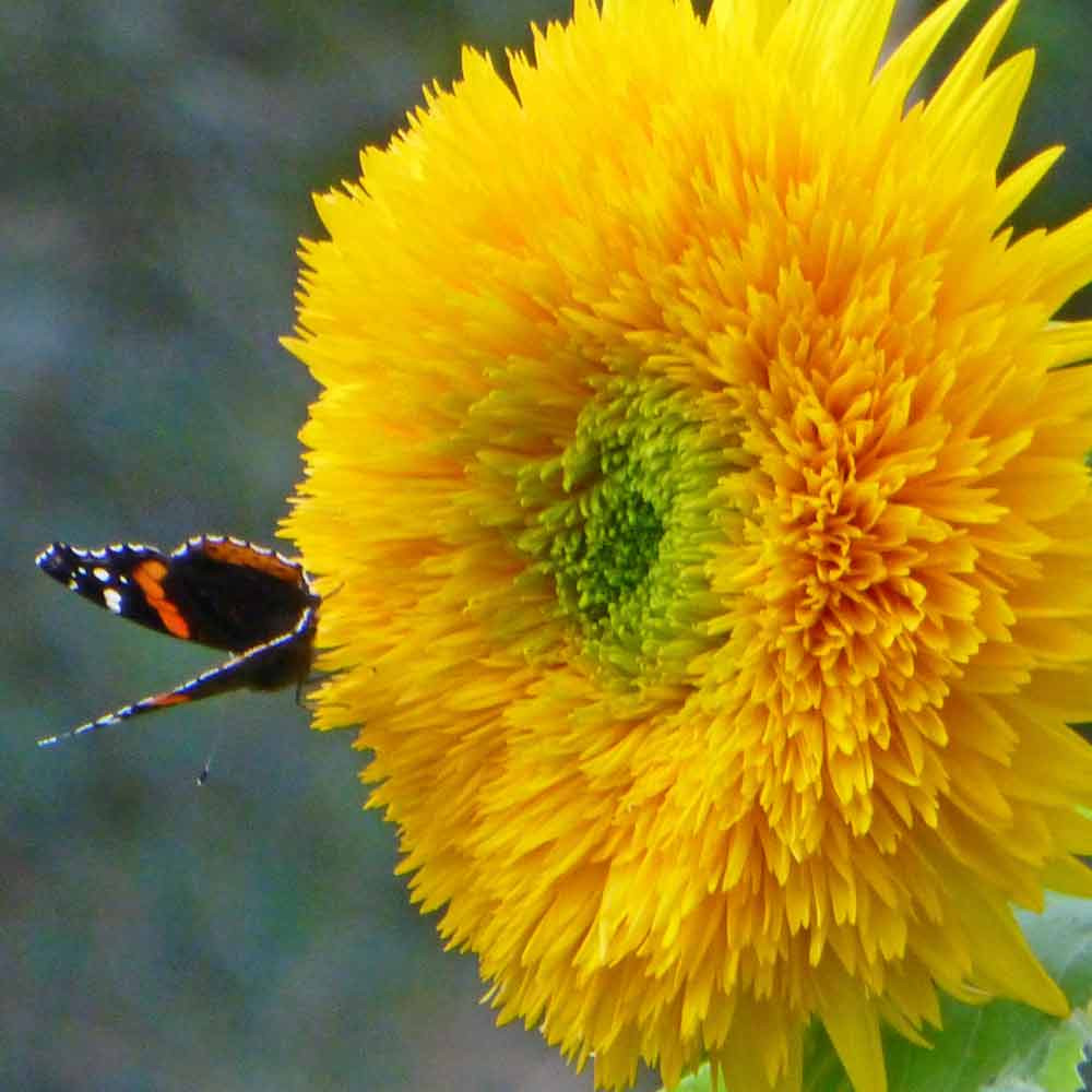 teddy bear sunflower perennial