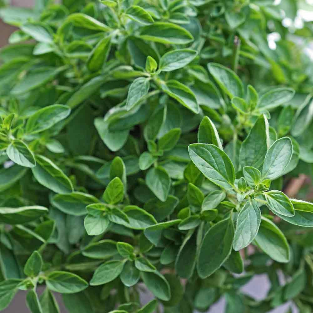 True Greek Oregano - (Origanum heracleoticum)