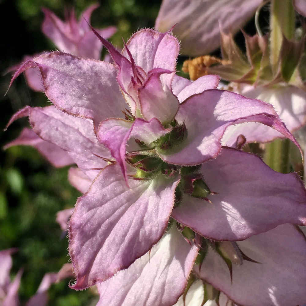 Clary Sage Blossoms