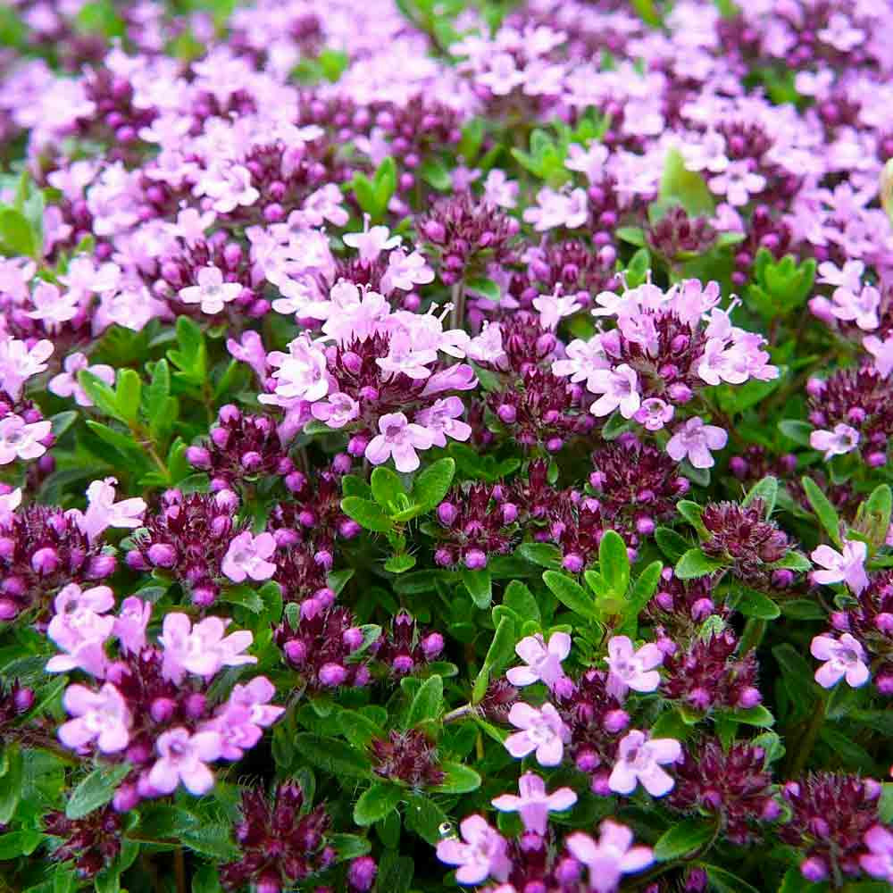 creeping thyme flowers