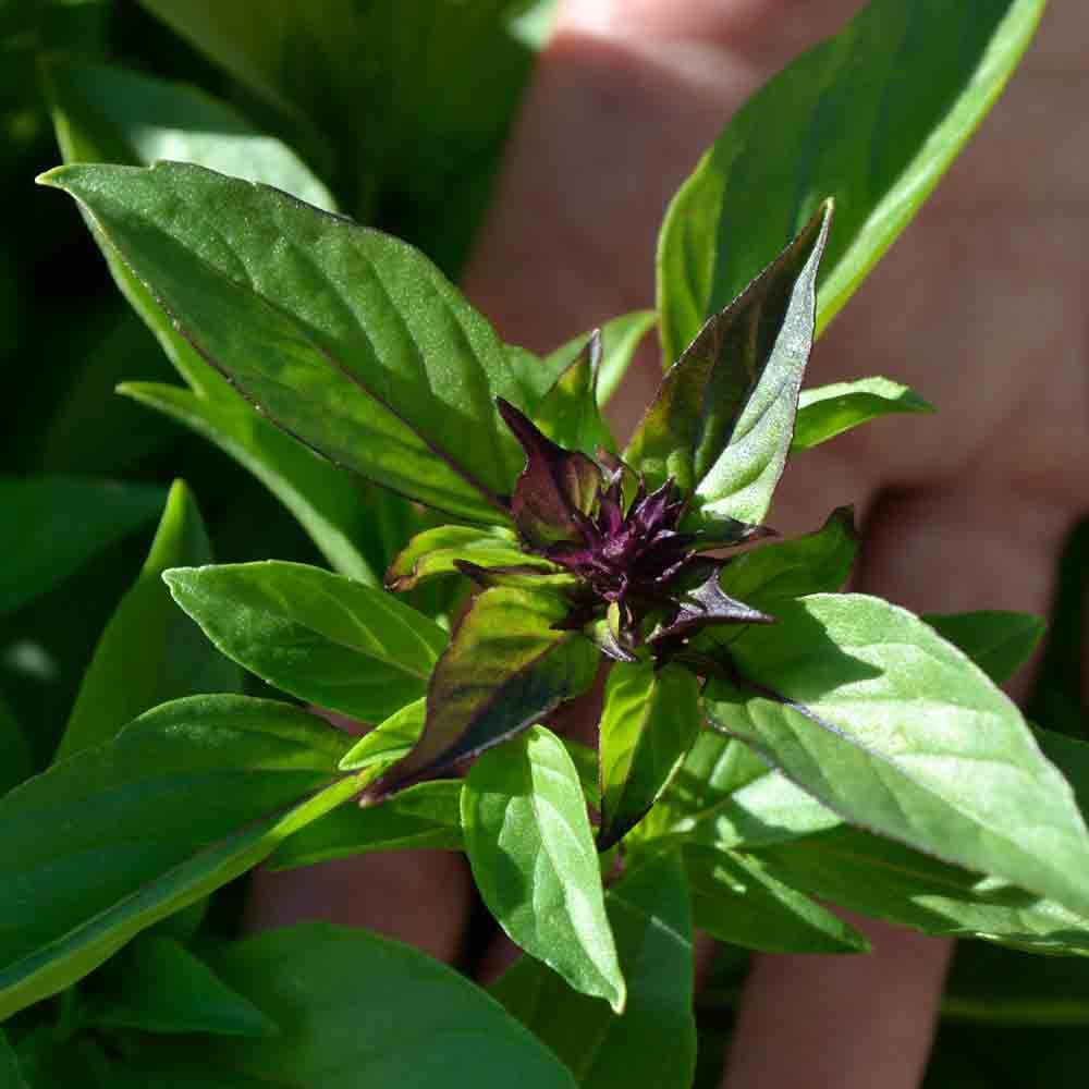 Thai/Asian Basil Seeds | Terroir Seeds