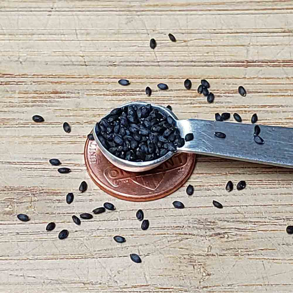 Thai/Asian Basil Seeds Terroir Seeds