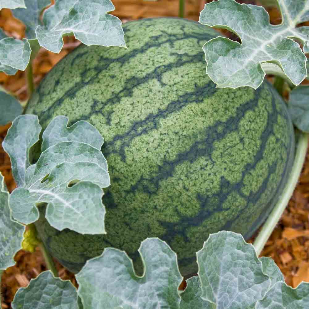 watermelon seedlings