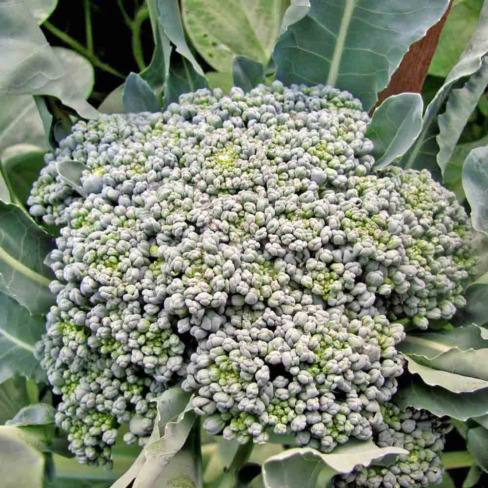 Green Sprouting Calabrese Heirloom Broccoli Seeds Terroir Seeds