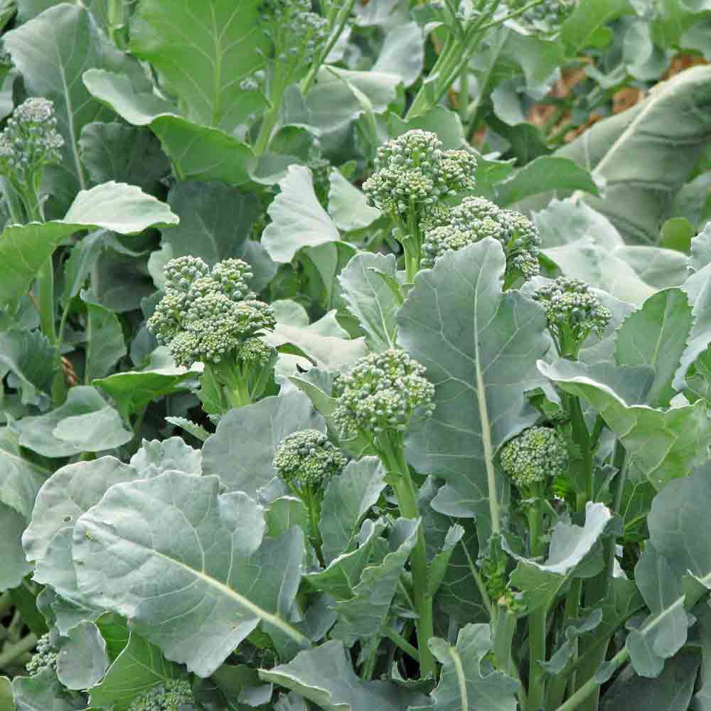 Raab/ Rapini Broccoli - (Brassica rapa)