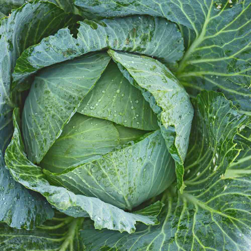 Early Jersey Wakefield Cabbage Seeds - (Brassica oleracea) 