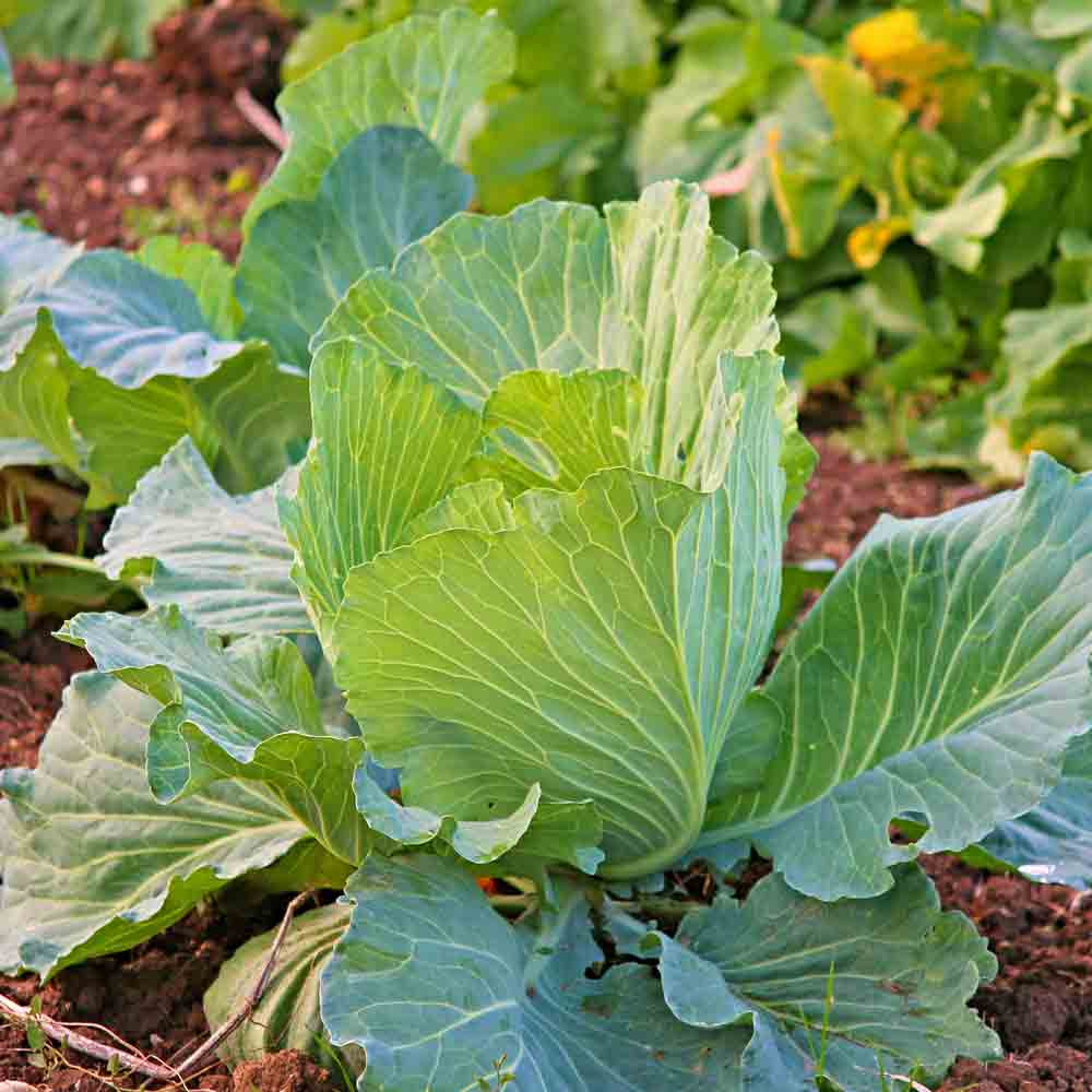 Early Jersey Wakefield Heirloom Cabbage Seeds Terroir Seeds