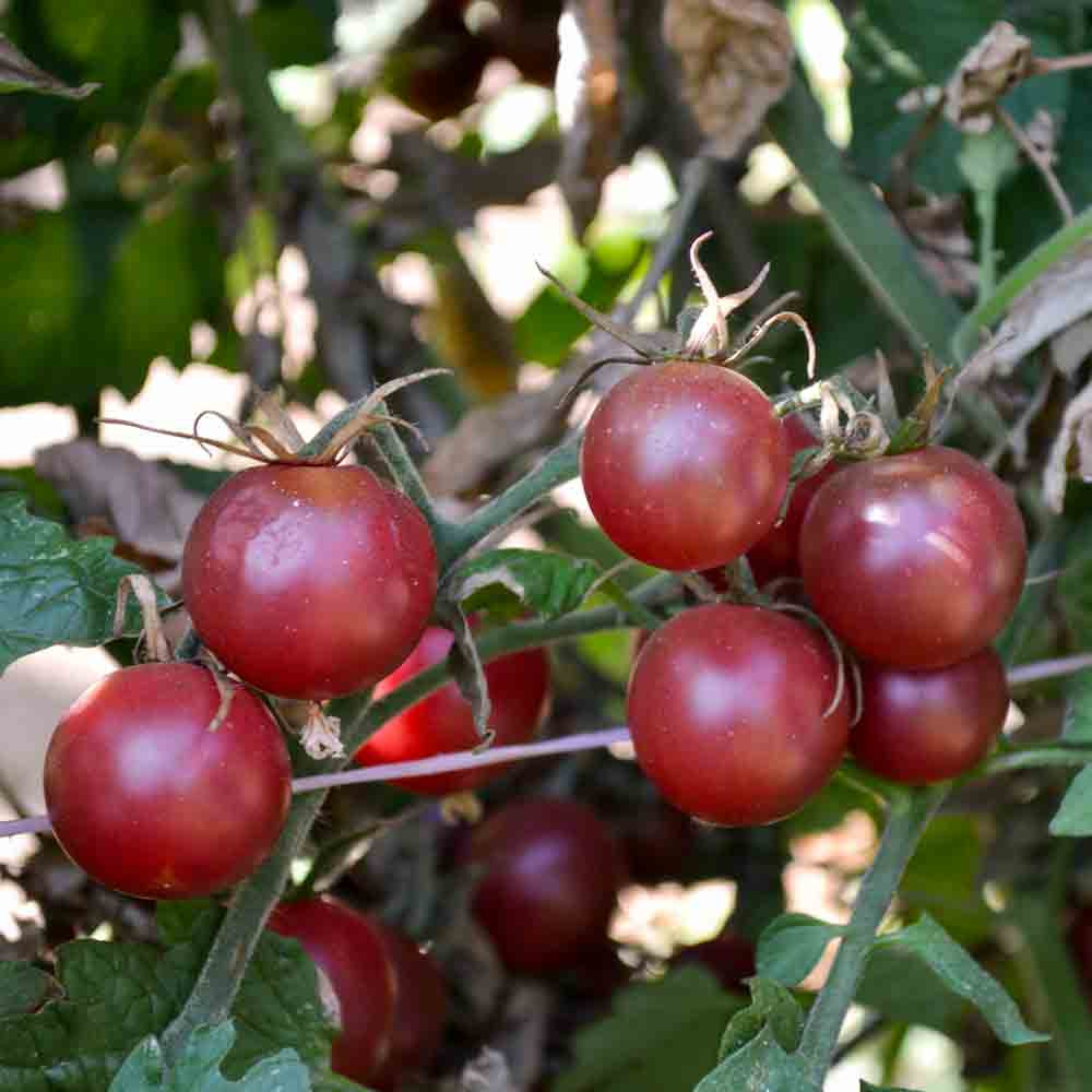 【plants market N】ブラック、レッドジェム　高さ120㎝前後 Honkin' Big Black Cherry Heirloom Tomato Seeds | Terroir Seeds