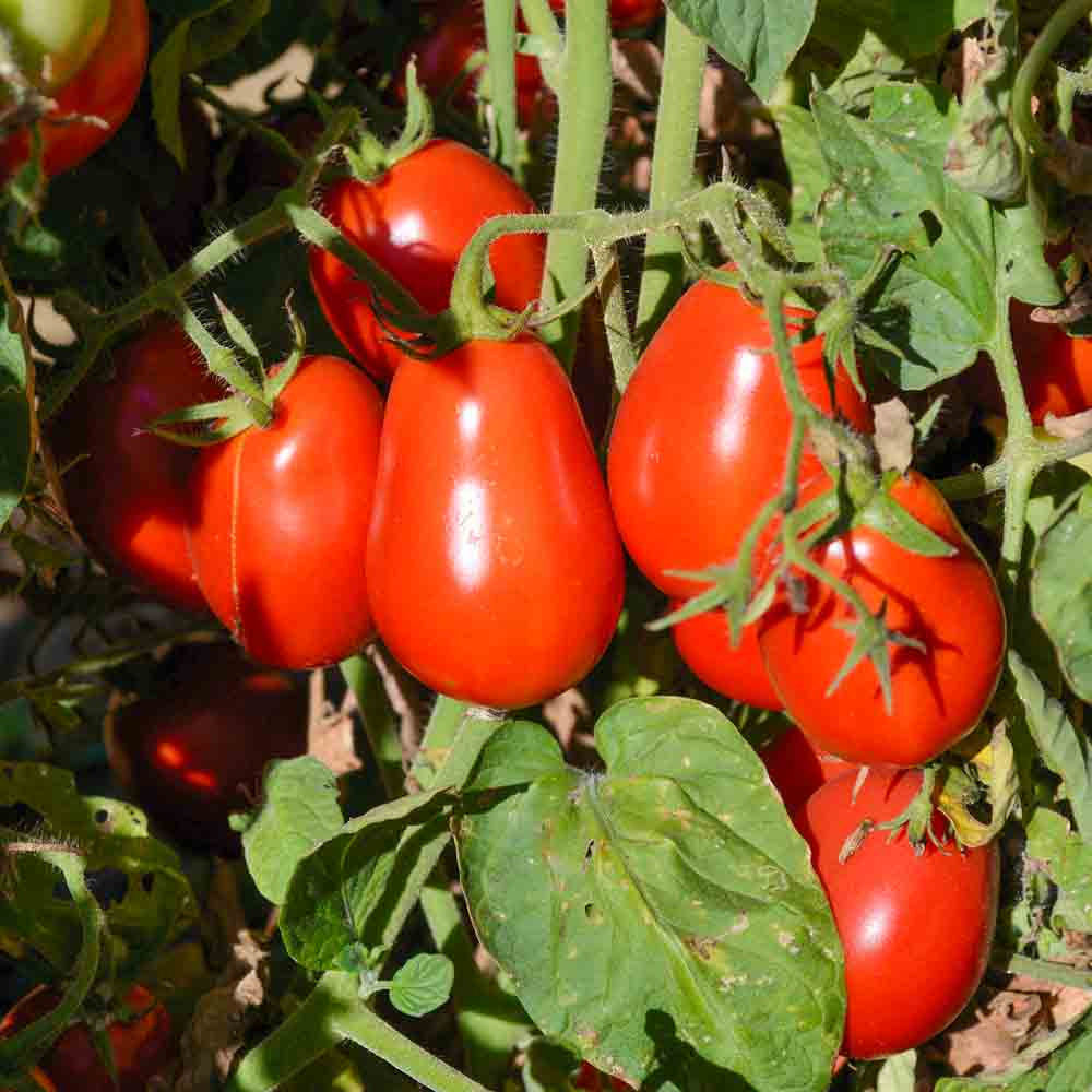 TOMATO Italian Roma Heirloom Deep Rich Tomatoey Taste FRESH SEEDS 50+ 