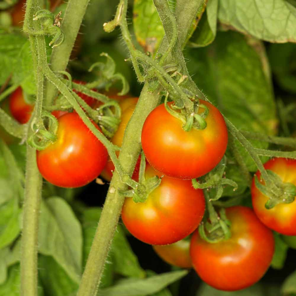 Stupice Tomatoes - (Lycopersicon lycopersicum)
