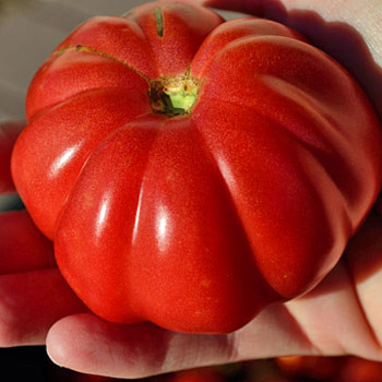 Zapotec Ribbed Tomato Seeds | Terroir Seeds