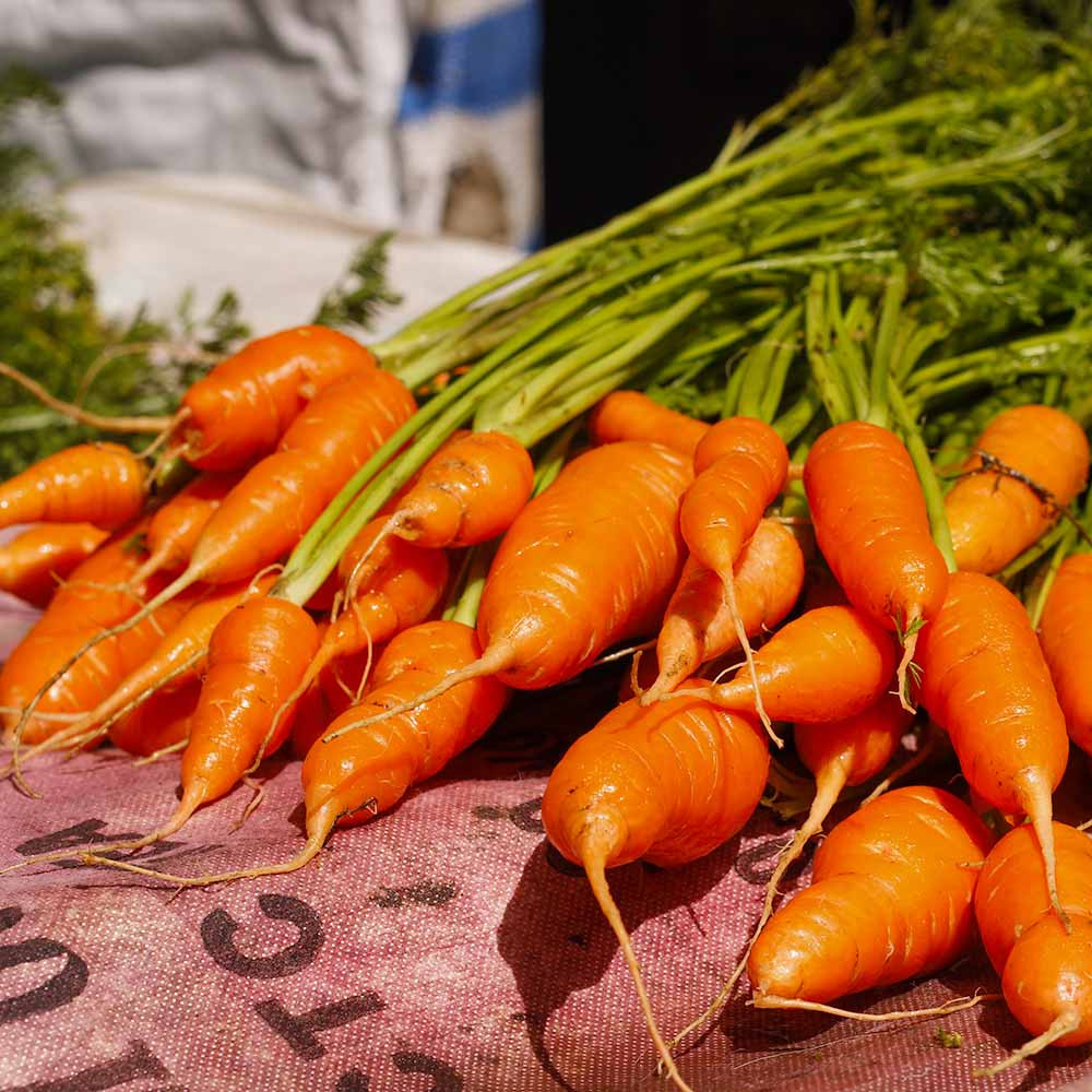 Bambino Carrots - (Daucus carota var. sativus)