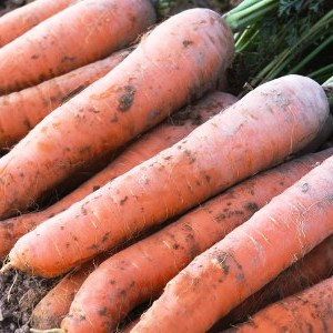 Nantes Scarlet Heirloom Carrot Seeds Terroir Seeds