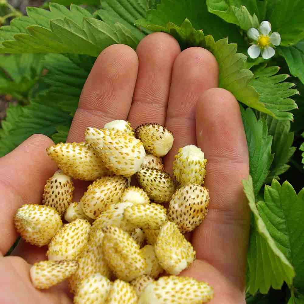 Yellow Wonder Heirloom Alpine Strawberry Seeds Terroir Seeds