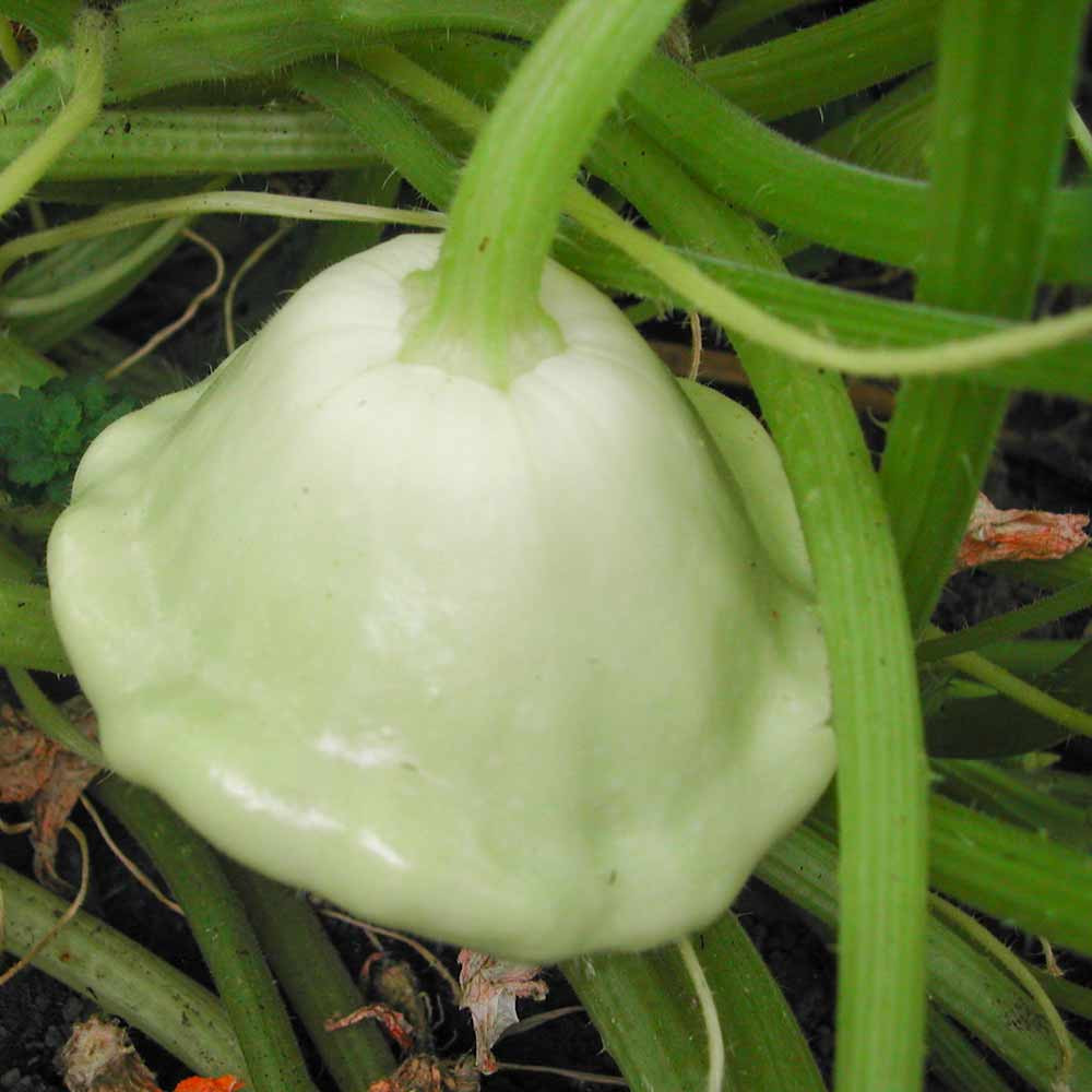 Benning S Green Tint Scallop Heirloom Squash Seeds Terroir Seeds