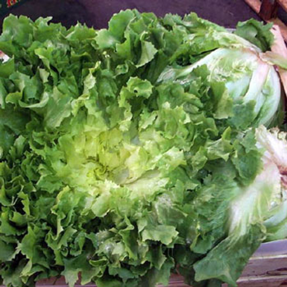 Broadleaf Batavian Heirloom Endive Seeds Terroir Seeds