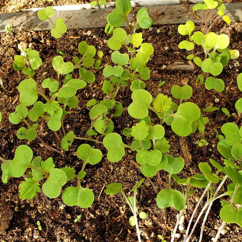 Southern Heirloom Collard Greens Seeds Terroir Seeds