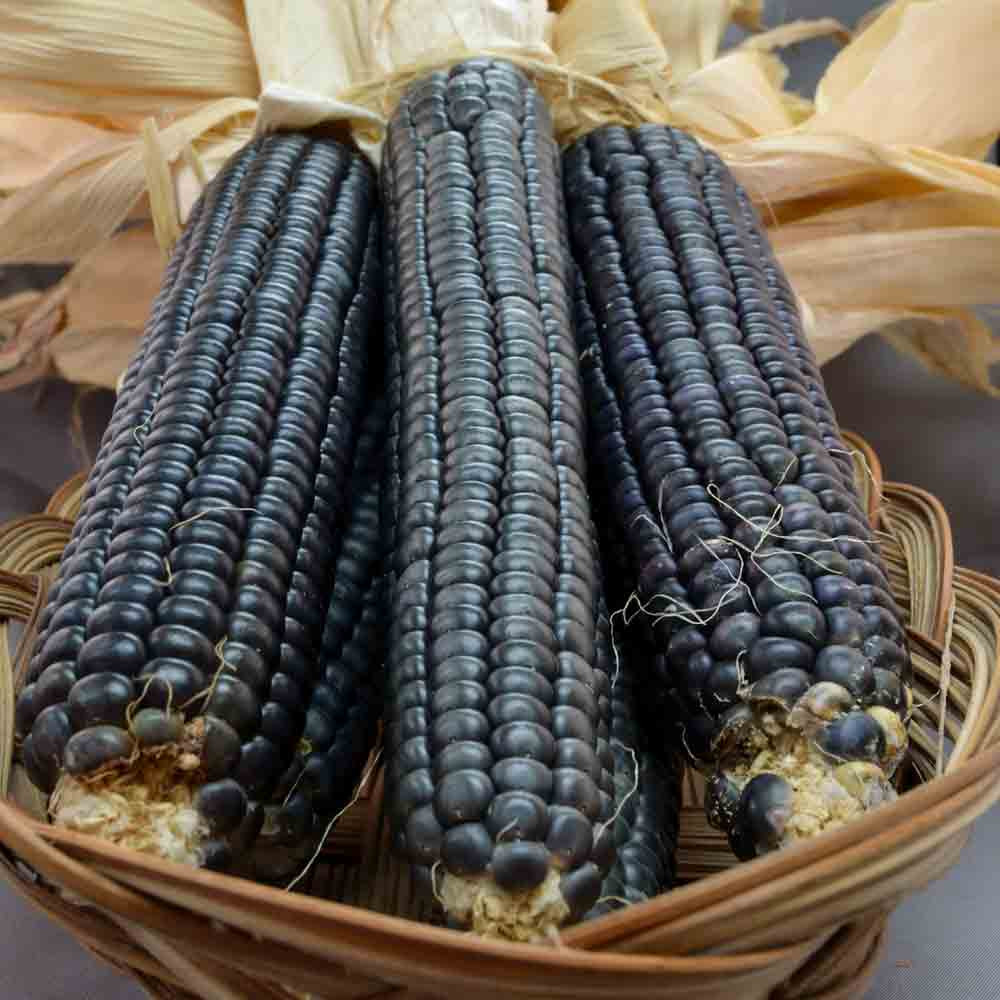Hopi Blue Corn - (Zea mays) 