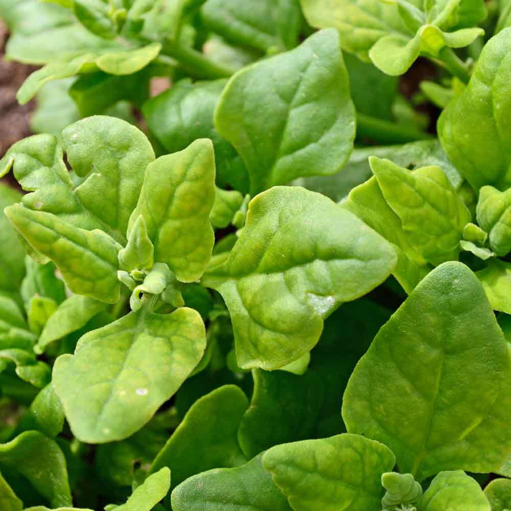 New Zealand Spinach Heirloom Seeds Terroir Seeds