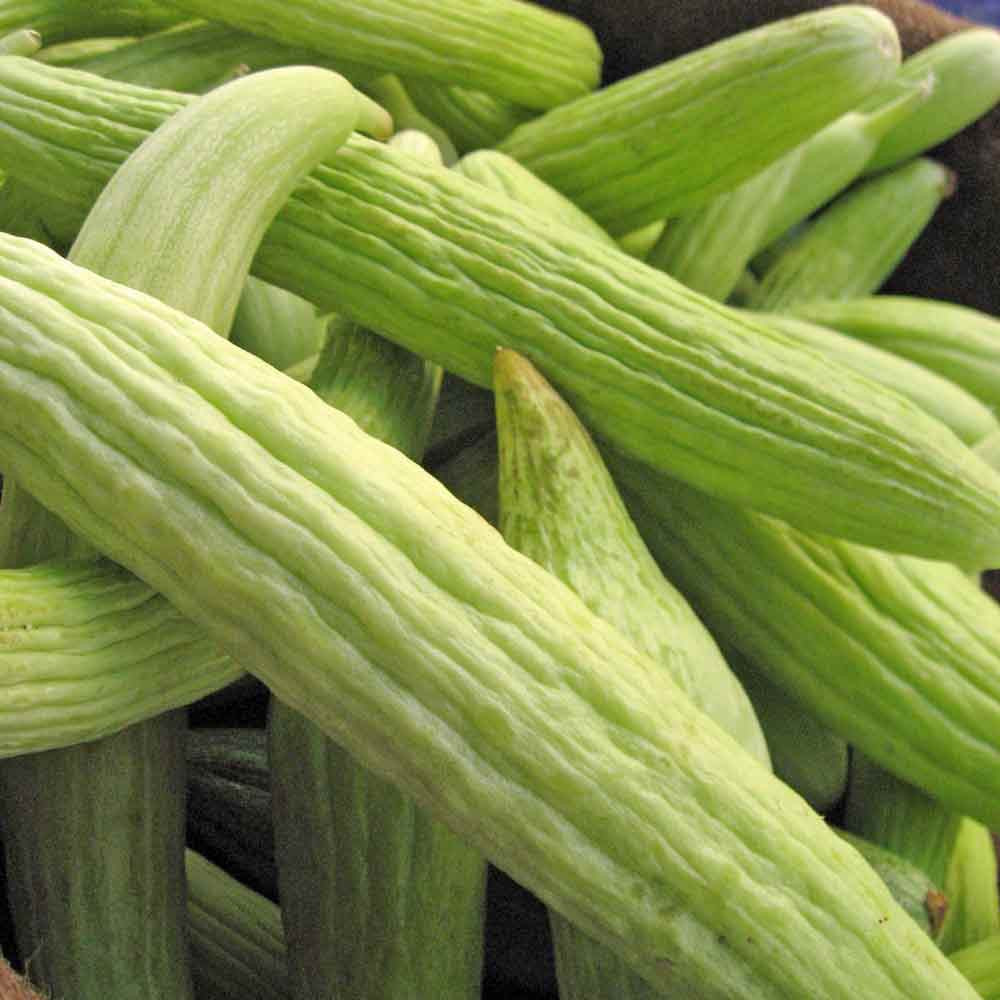 Armenian Pale Green Cucumbers - (Cucumis melo)