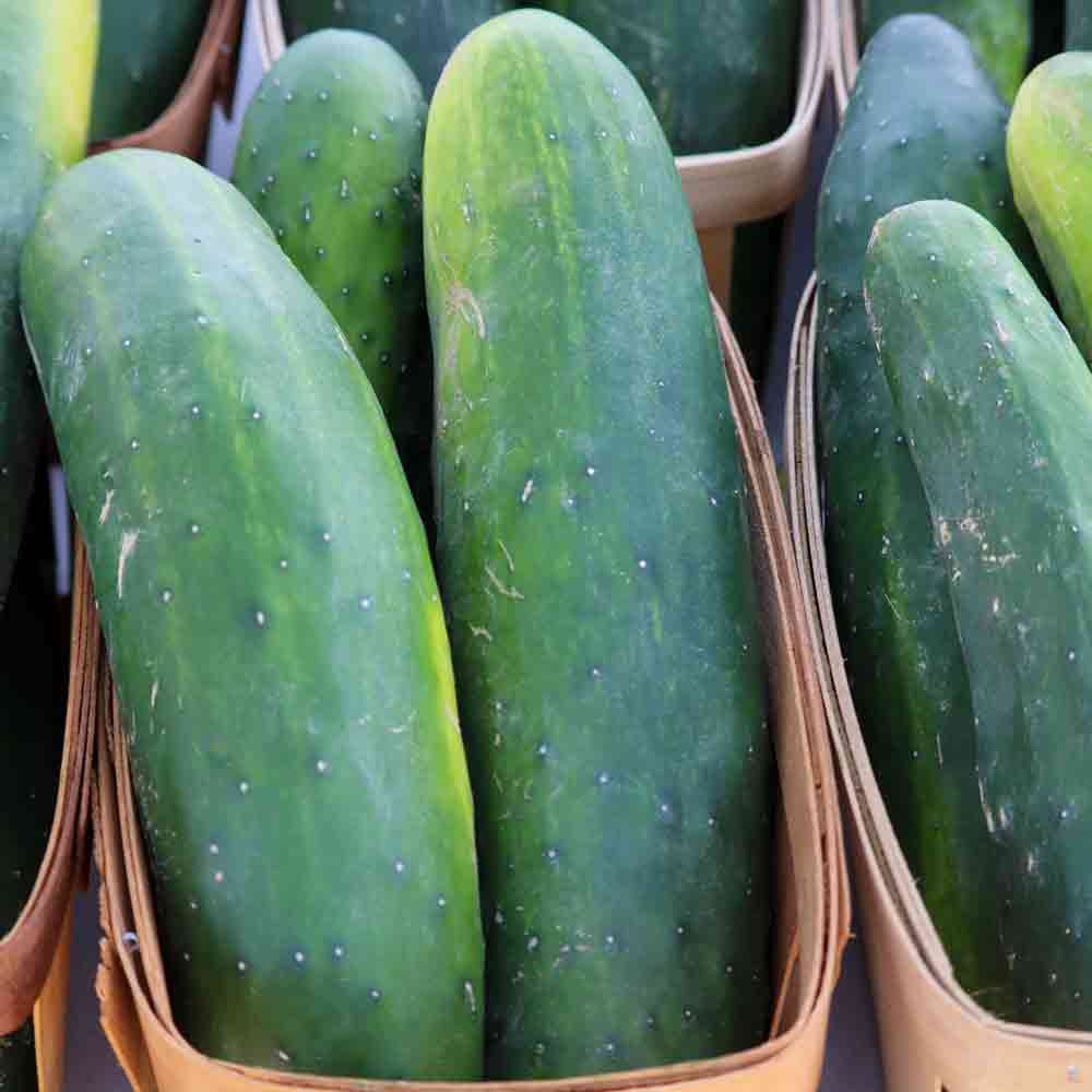 Everbearing Cucumber SMR58 Heirloom Seeds | Terroir Seeds