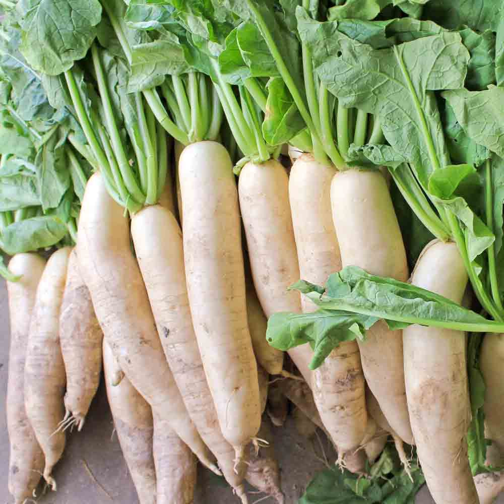 Japanese Minowase (Daikon) Heirloom Radish Seeds | Terroir Seeds