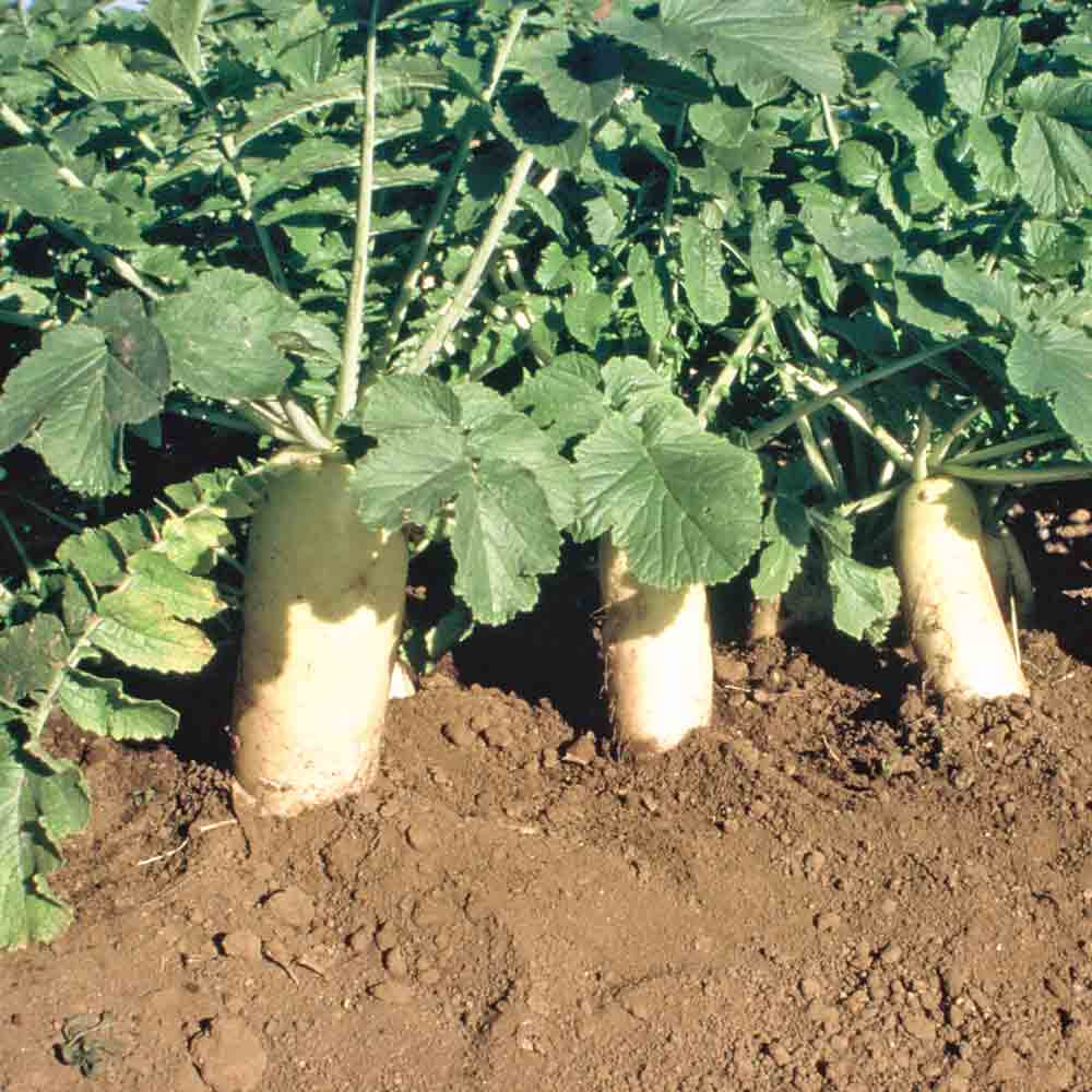 Japanese Minowase (Daikon) Heirloom Radish Seeds Terroir Seeds
