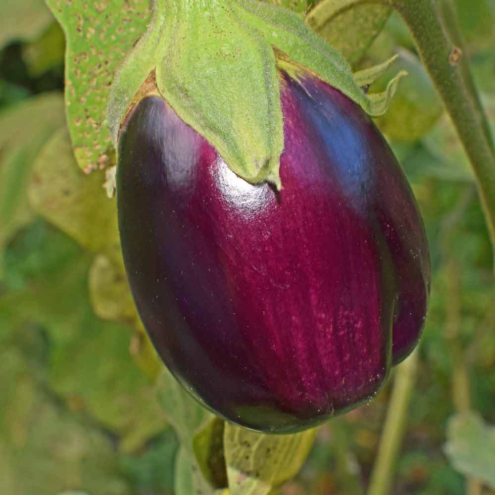 Black Beauty Heirloom Eggplant Seeds Terroir Seeds