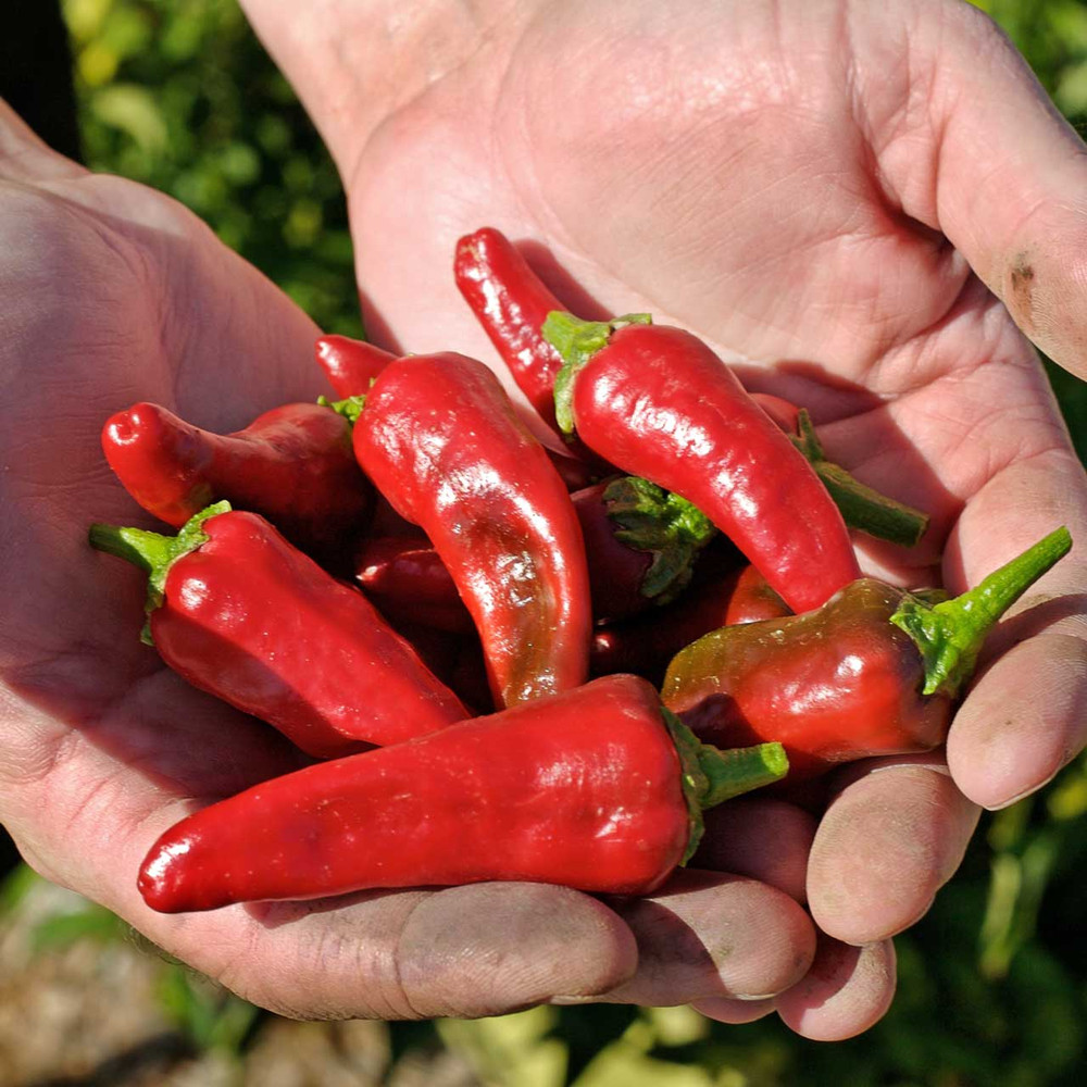 Fresh Picked Concho Hot Peppers - (Capsicum annuum)
