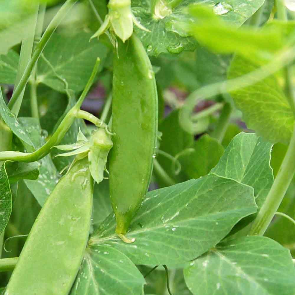 Little Marvel Heirloom Pea Seeds Terroir Seeds