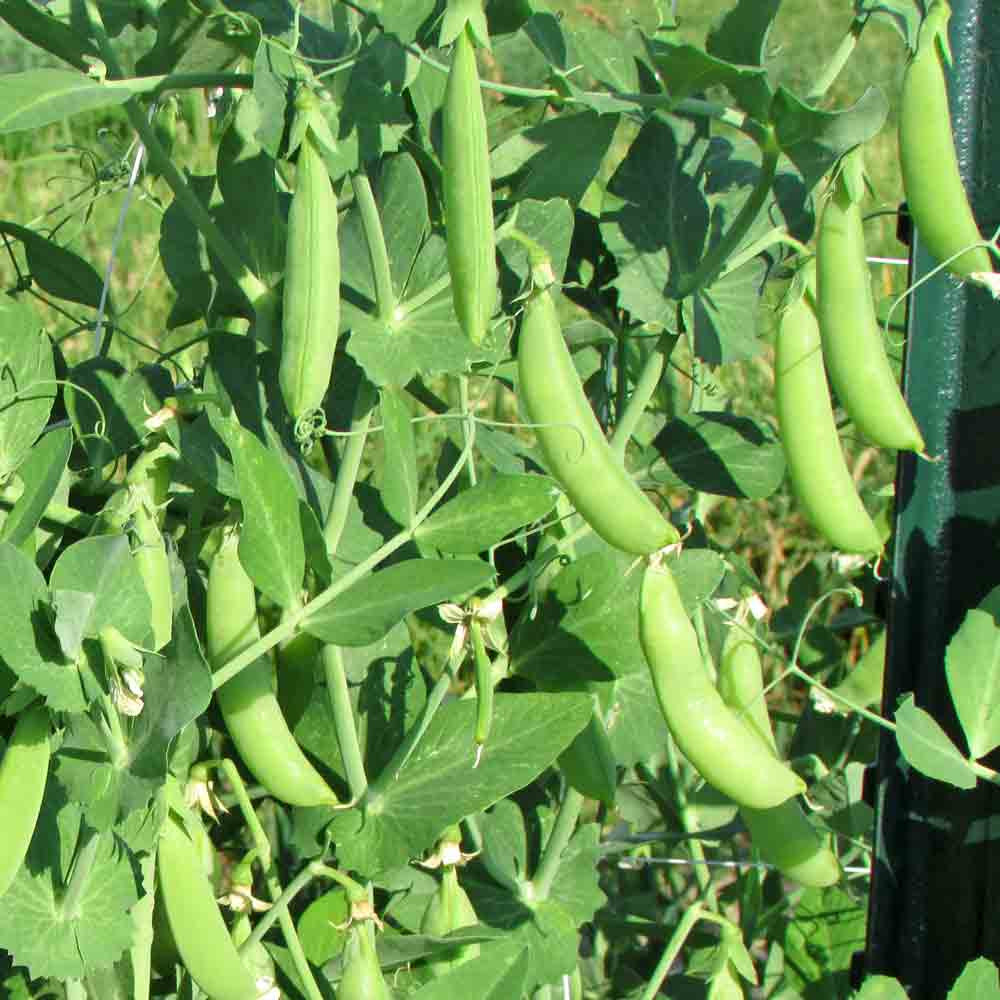 Sugar Ann Snap Peas ready to harvest - (Pisum sativum)