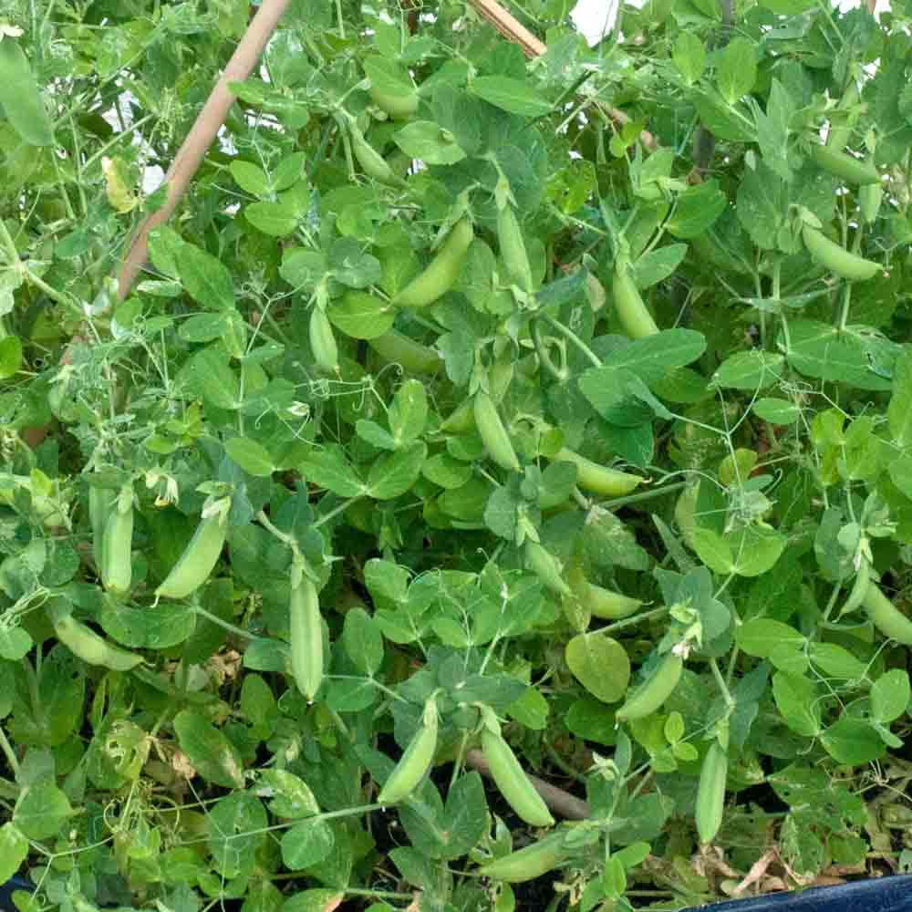 Dwarf Heirloom Sugar Pea Seeds Terroir Seeds