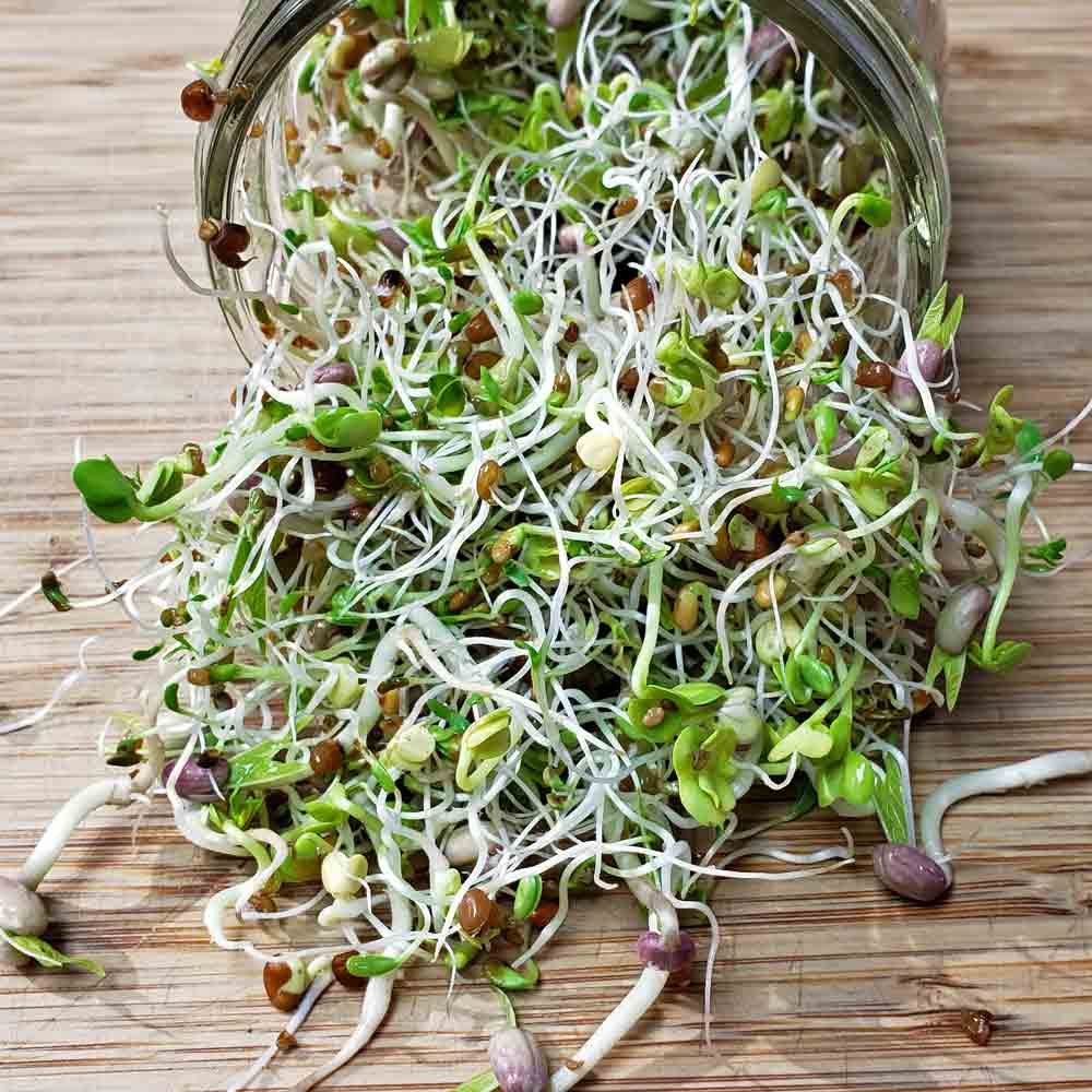 Sandwich Booster Mix Sprouting Seeds | Terroir Seeds