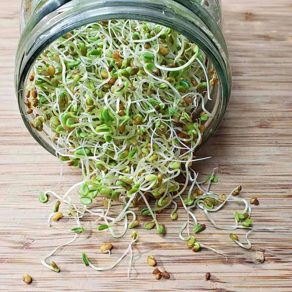 sprout seeds