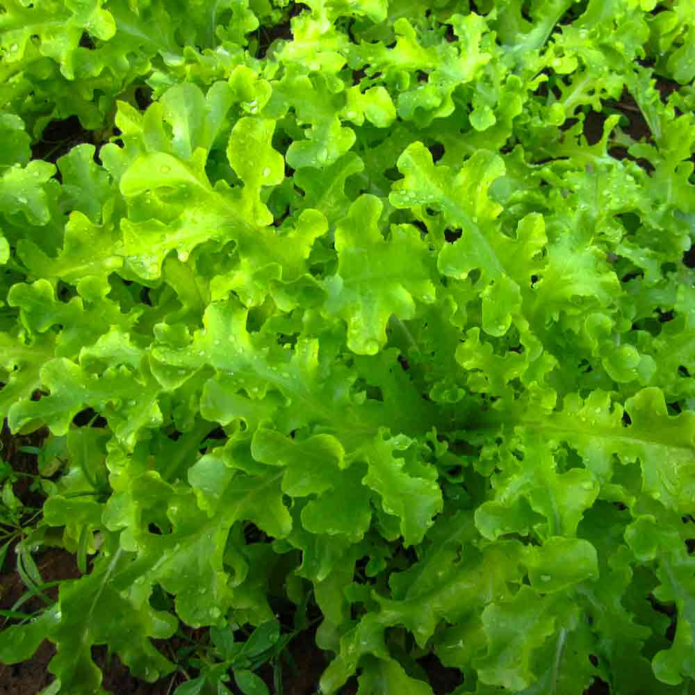 Green Salad Bowl Heirloom Leaf Lettuce Seeds Terroir Seeds