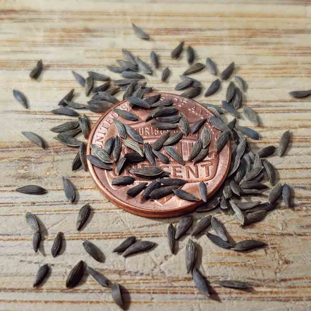 BlackSeeded Simpson Heirloom Lettuce Seeds Terroir Seeds