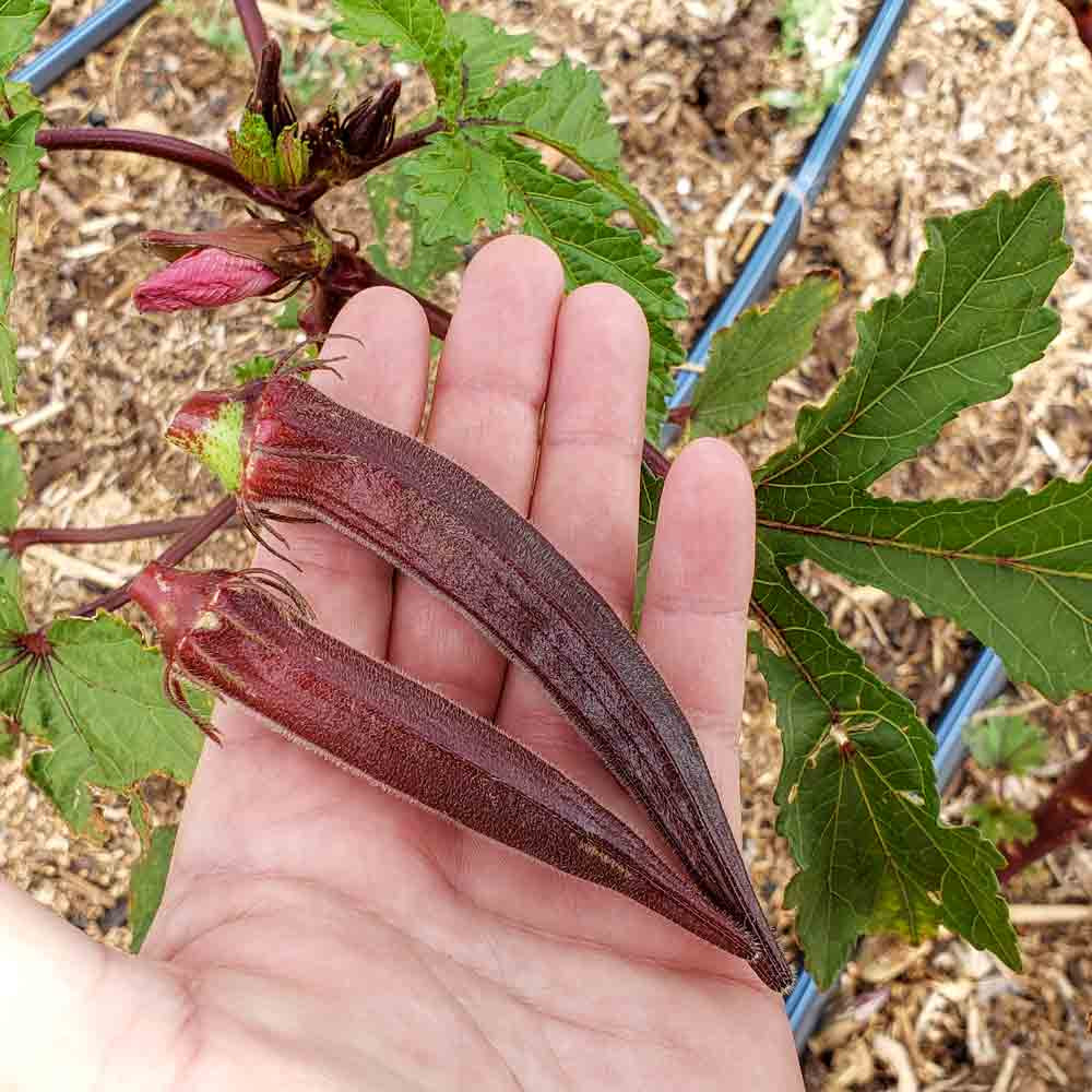 Red Burgundy Heirloom Okra Seeds Terroir Seeds