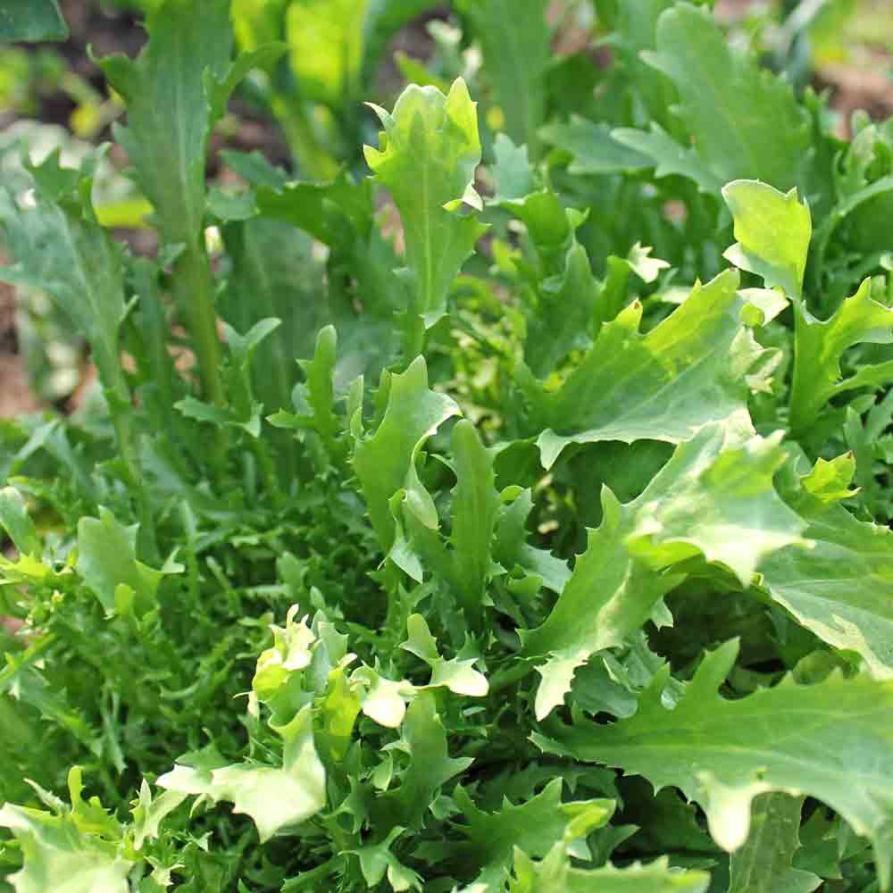 Mizuna Mustard leaves - (Brassica rapa)