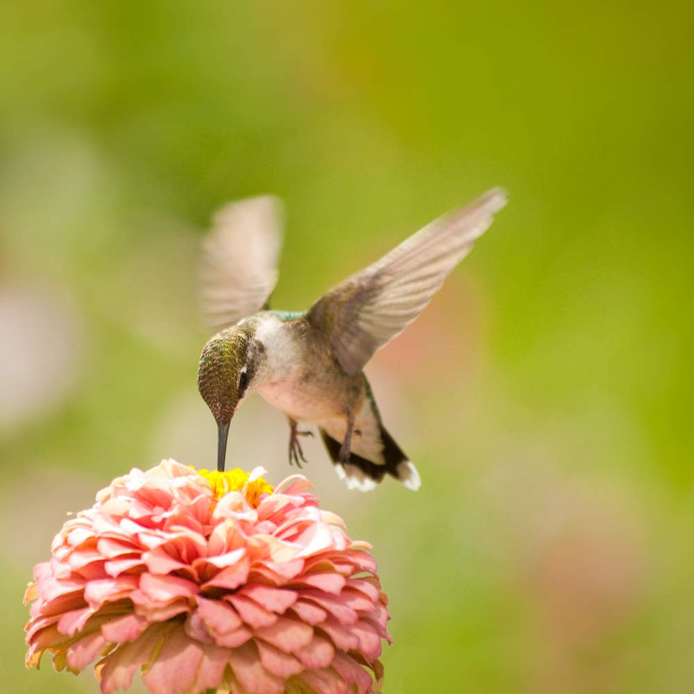 Hummingbird Garden Heirloom Seed Collection