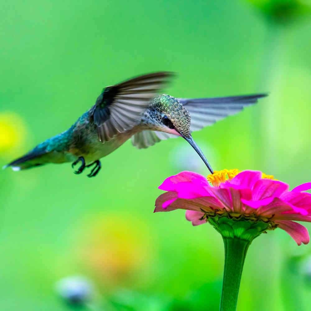 その他 humming Hummingbird Garden Heirloom Seed Collection | Terroir Seeds